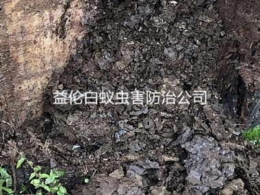 花都工廠庫(kù)房防治白蟻巢