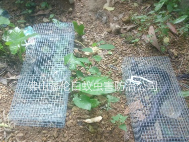 禪城文華公園捕蛇、抓蛇