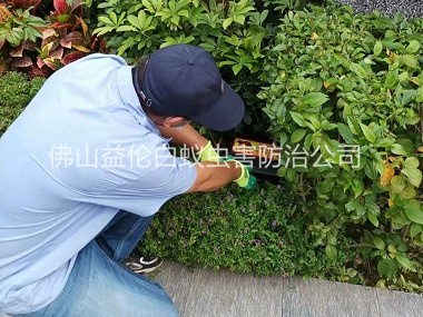 順德綠化帶施藥滅鼠