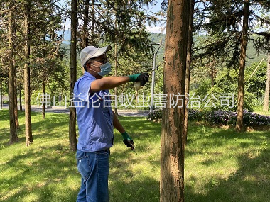 南海景區(qū)樹木防治白蟻工程