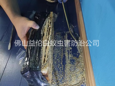 禪城體育館滅治白蟻工程